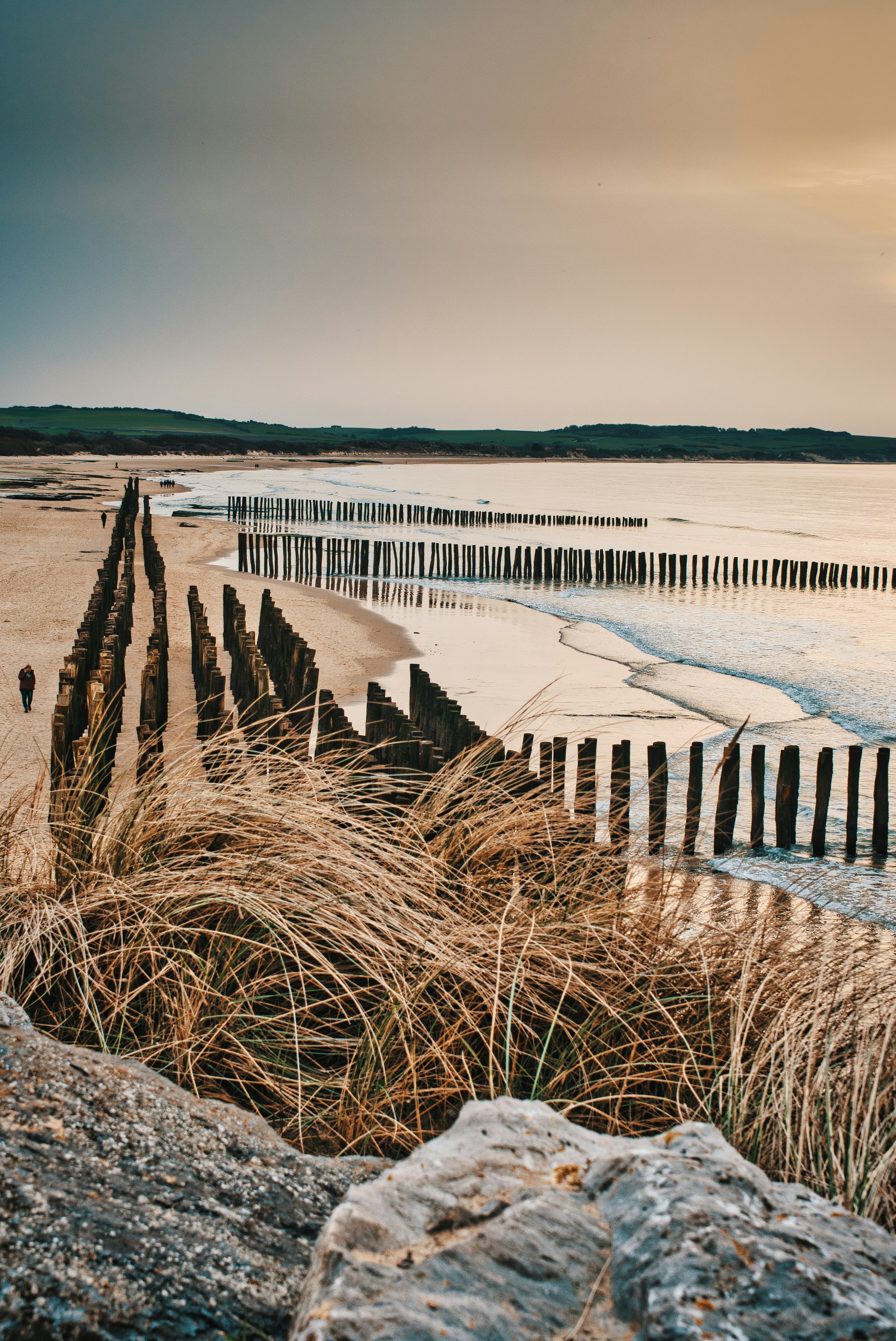 brown grass on white sand near body of water during daytime